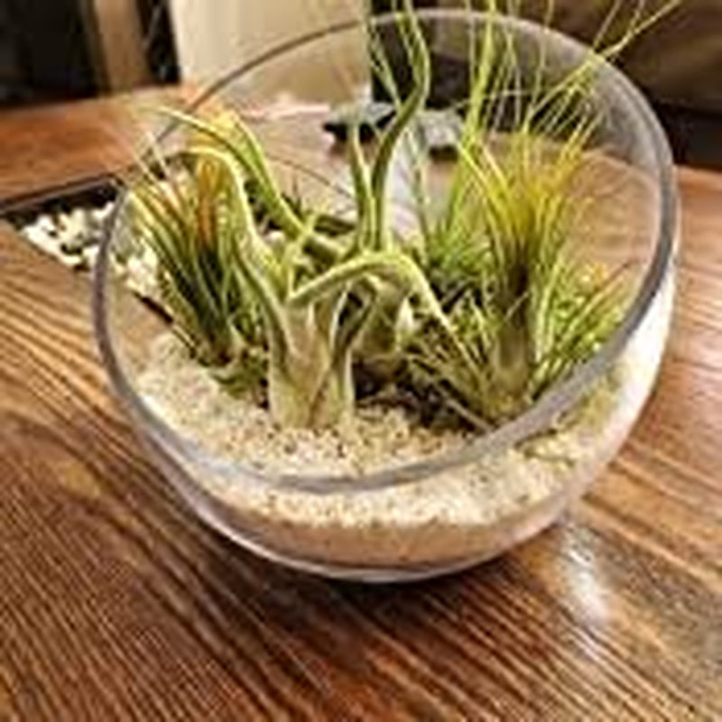 Clear Slant Cut Bowl Glass Vase, Glass Terrarium, Candy Dish, Glassware, Slant Cut, 7" Width, 6" Height (1 Piece)